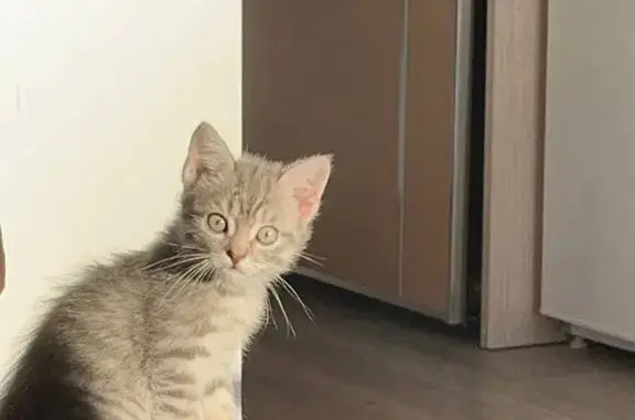 Кошки потеряшки, Тюмень, фото: Потеряшка кошка, Краснооктябрьская 16 к1