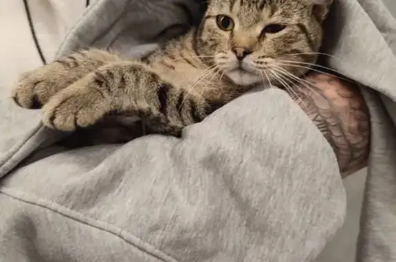 Найдена кошка на Московском проспекте, 17