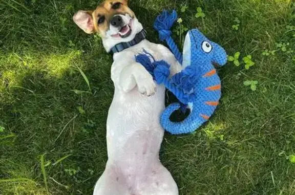 Собаки потеряшки, Новая Усмань, фото: Потеряшка собака, Алексеевского 161Г, Усмань