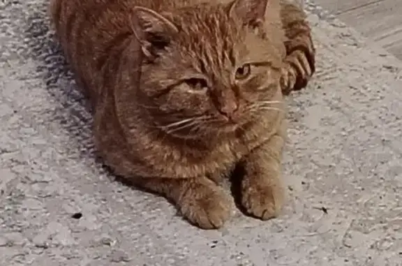 Пропал рыжий кот, Комсомольский бул., 11