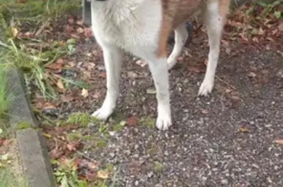 Собака найдена: Пятницкое шоссе, МО