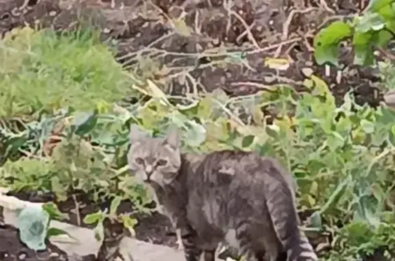 Пропала кошка, Рудничная 35, Н. Тагил