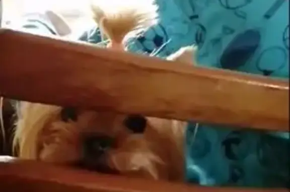 Пропала собака, Алушта, ул. Комсомольская, 1А