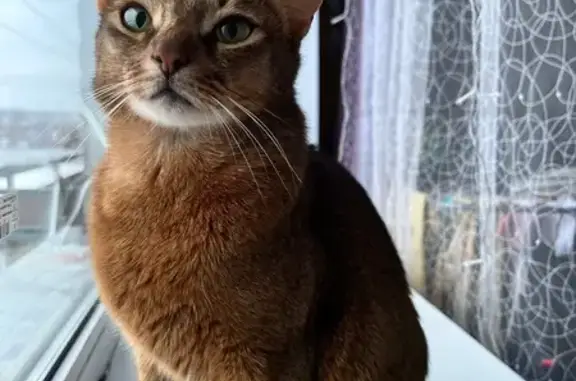 Пропала кошка, Анхимово, Вологодская обл.