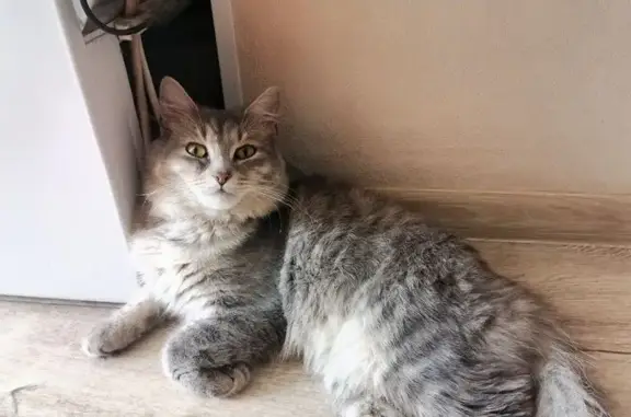 Кот найден: Зелёная ул., 41, Зональная Станция