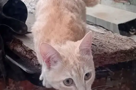 Кошка у дома, 15-й квартал, Оренбург