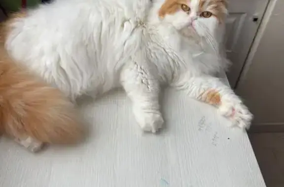 Найдена кошка, Новосибирск, фото: Пропала кошка, ул. Гоголя 17, Новосибирск