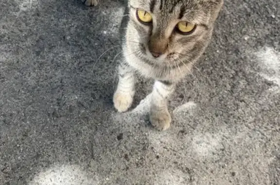 Найдена кошка, Липецкая 7, Волгоград