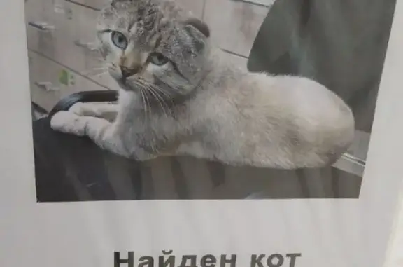 Кошка найдена: Россошанский проезд, 2к1
