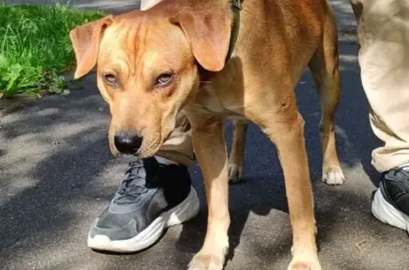 Найдена собака, ул. Радиоцентра, 16