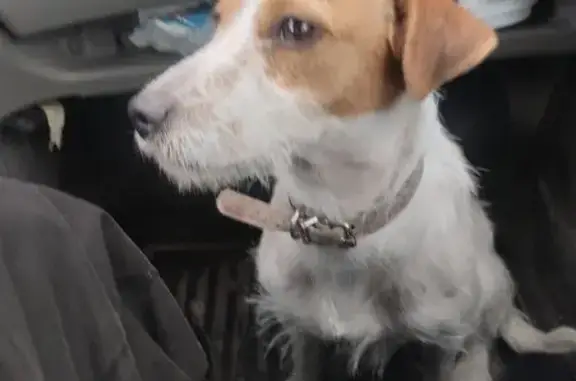 Найдена собака, Самарская область, фото: Найдена собака Джек Рассел, Самара