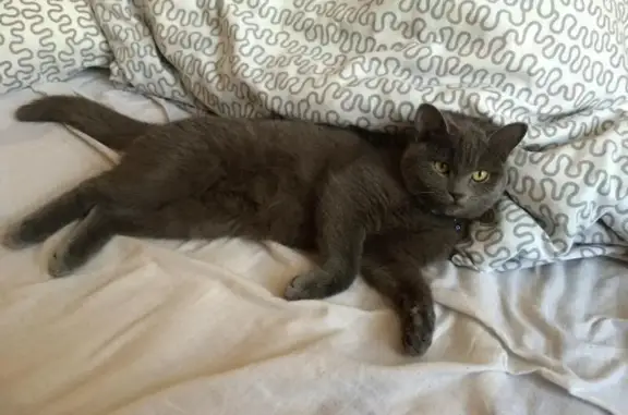 Пропала кошка, ул. Ильичёва, Омск