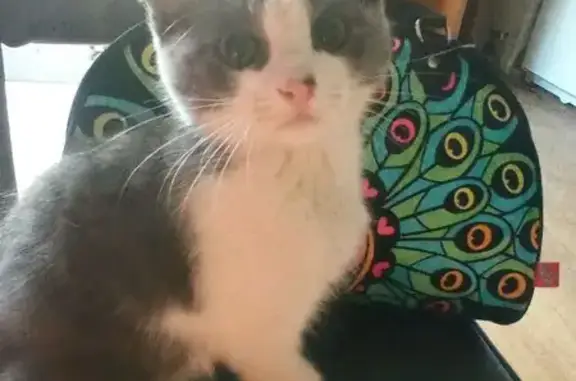 Пропала кошка, Маратовская ул., 11, Тамбов