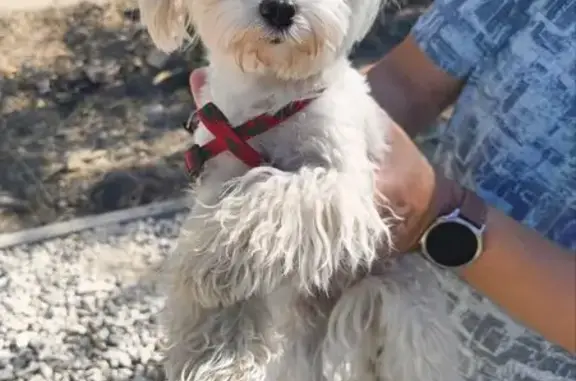 Найдена собака, Волгоград, фото: Собака найдена на Бахтурова, Волгоград