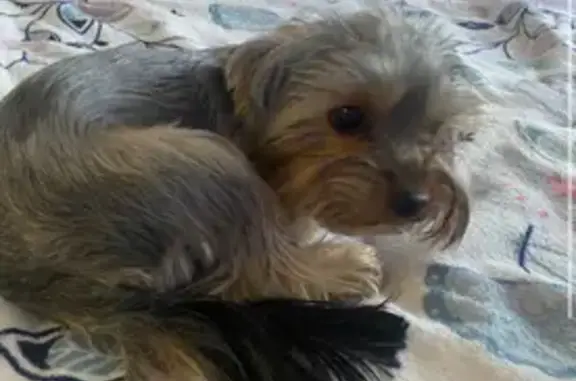 Йорк найден: Карачевский пер., 9, Орёл