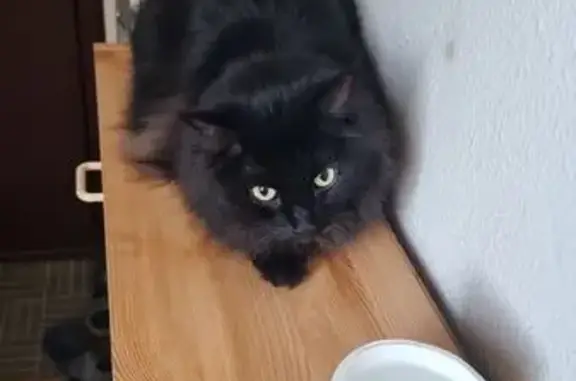 Найдена кошка, Москва, фото: Крупная кошка найдена на Рублёвке, 38к2