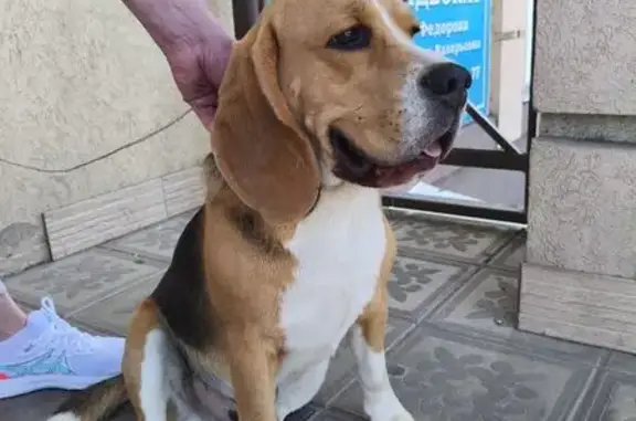 Найдена собака, Таруса, фото: Собака найдена: ул. Луначарского, 12