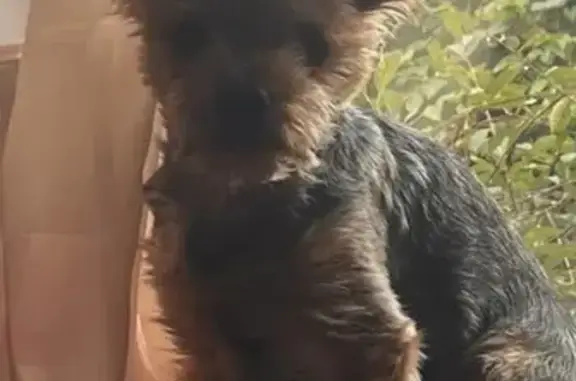 Пропал йоркширский терьер, Шереметьевский пр.