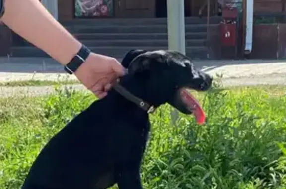 Найдена собака, , фото: Щенок найден: Краснодарский край