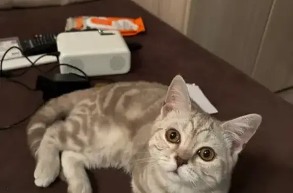 Кошка найдена: Ярмарочная ул., 12, Чебоксары