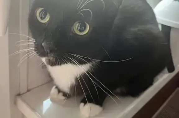 Объявления о пропавших и найденных животных, Ростов, фото: Пропала кошка, Февральская ул. 45, Ростов