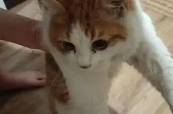 Найдена кошка, Владивосток, фото: Кошка найдена: Ульяновская 12/1, Владивосток