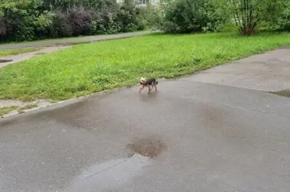 Найдена собака, Вологда, фото: Собака найдена на Северной улице, Вологда