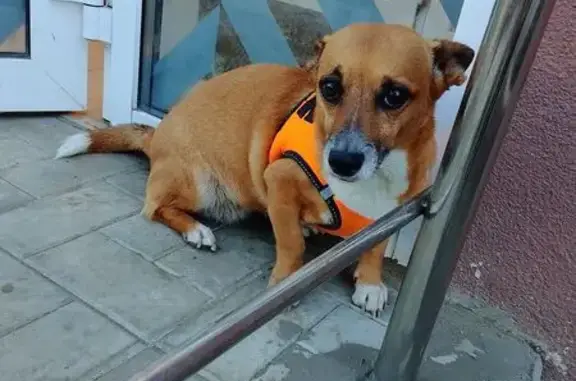 Собака найдена у магазина, Энгельса 95Б