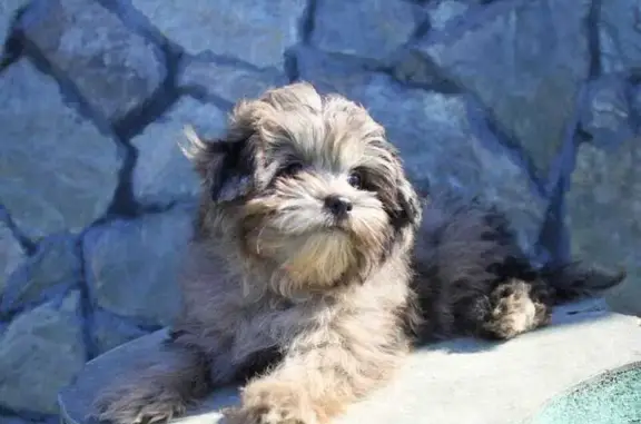 Собаки потеряшки, , фото: Потеряшка собака, Чепецкое с/п, Кировская обл.