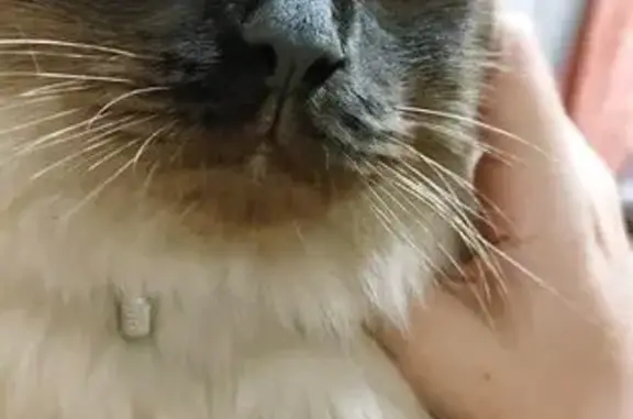 Кошки потеряшки, Белгородская область, фото: Потеряшка кошка, Беловское с/п, Белгородская область