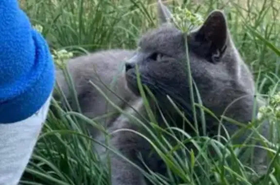 Пропала кошка, ул. Доватора 24А, Черкесск