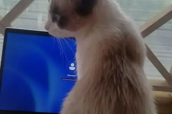 Кошки потеряшки, , фото: Потеряшка кошка, Светлая ул., Пивовариха