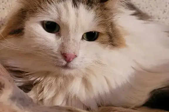 Кошки потеряшки, Москва, фото: Потеряшка кошка, Большая Марфинская, 1 к4