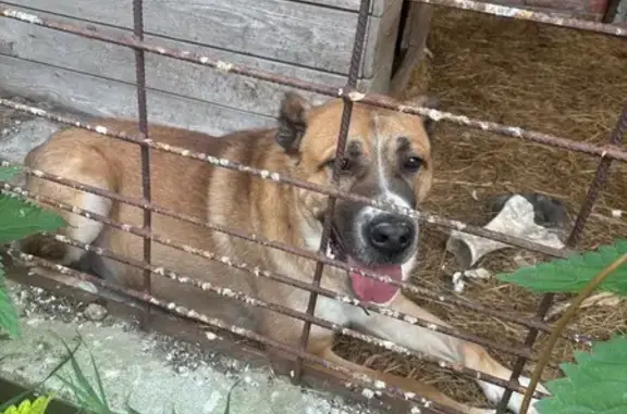 Собаки потеряшки, Рязанская область, фото: Потеряшка собака в Гавердово, Рязанская обл.