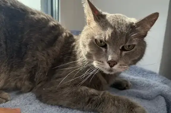 Кошка найдена в Наташинском парке, Люберцы