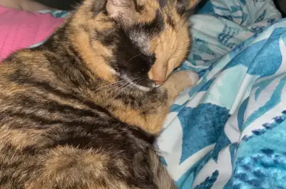 Пропала кошка, ул. Ленина, 10, Отрадный