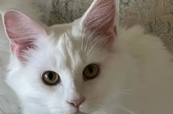 Кошки потеряшки, Надым, фото: Потеряшка кошка, Заводская 9, Надым