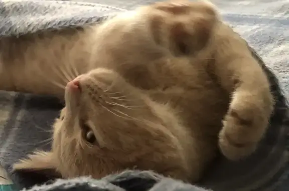 Кошки потеряшки, Казань, фото: Потеряшка рыжая кошка, ул. Литвинова, 155