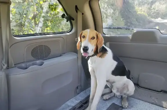 Найдена собака, , фото: Найдена собака: Синдякинский сельсовет