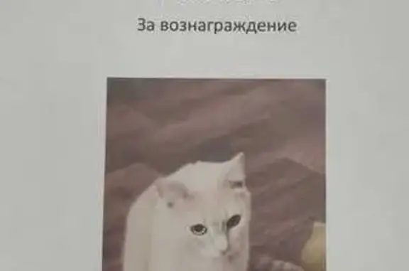 Кошки потеряшки, Красноярск, фото: Потеряшка кошка, ул. 78-й Добр. Бригады, 4