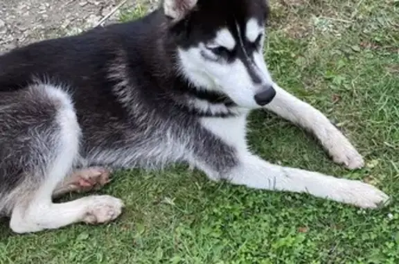 Объявления о пропавших и найденных животных, Асбест, фото: Собака найдена у 