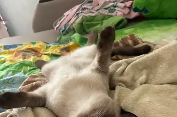 Кошки потеряшки, Самарская область, фото: Потеряшка кошка, Бобровка, Самарская обл.