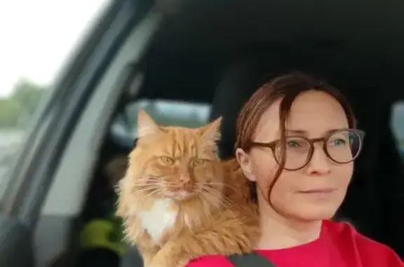 Кошки потеряшки, , фото: Потеряшка кошка, Коммунарка, Филимонковское ш.