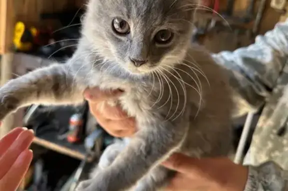 Найдена кошка, , фото: Кошка найдена: ул. 8 Марта, Пенза