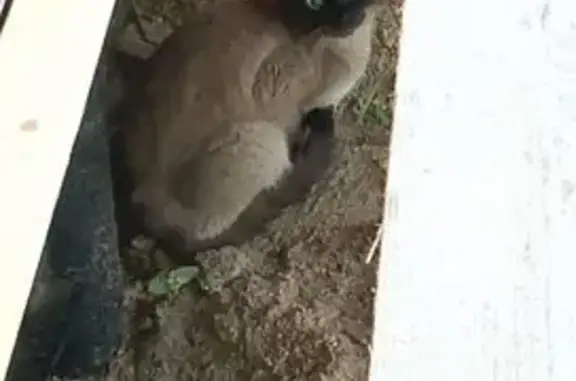 Найдена кошка, Куйвозовское сельское поселение, фото: Кошка найдена: Хвойная ул., Куйвозово