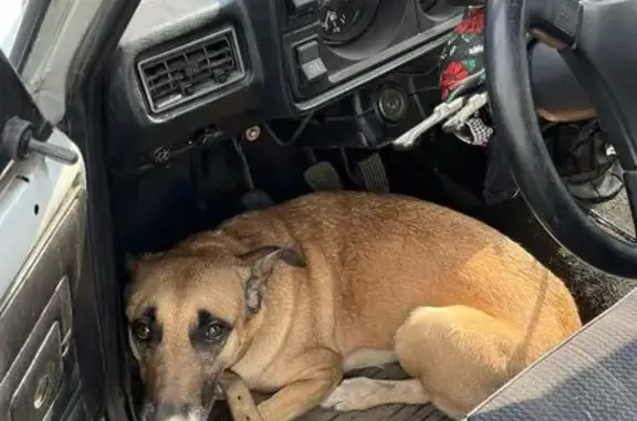 Собака найдена: Весенняя ул., Люберцы