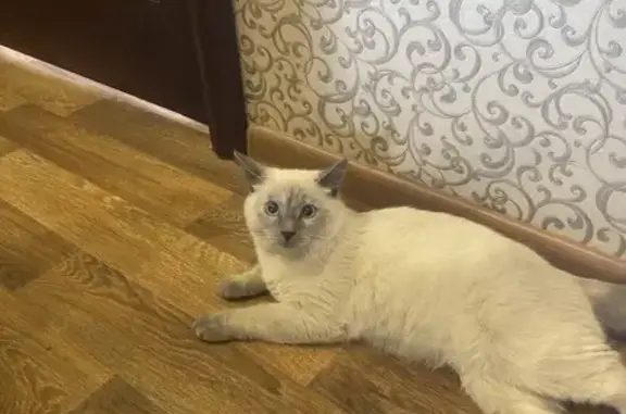 Найдена кошка, Дмитров, фото: Найдена тайская кошка, Дмитров 10