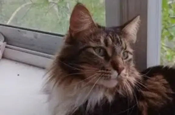 Пропала кошка, ул. Рысакова 26, Магнитогорск