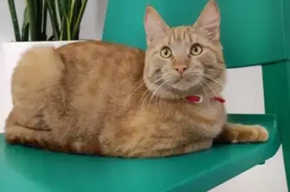 Кошки потеряшки, Орск, фото: Потеряшка кошка, Орск, ул. Строителей