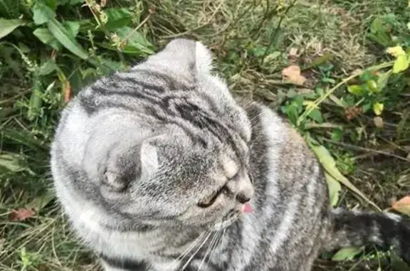 Найдена кошка, Ульяновск, фото: Найдена кошка, Рябикова 26, Ульяновск